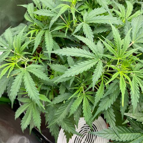 Strawberry Banana Auto by Fastbuds growlog timeline photo