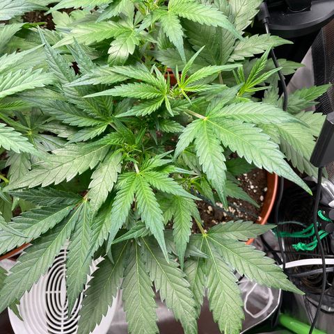 West Coast O.G. Auto by Fastbuds growlog timeline photo