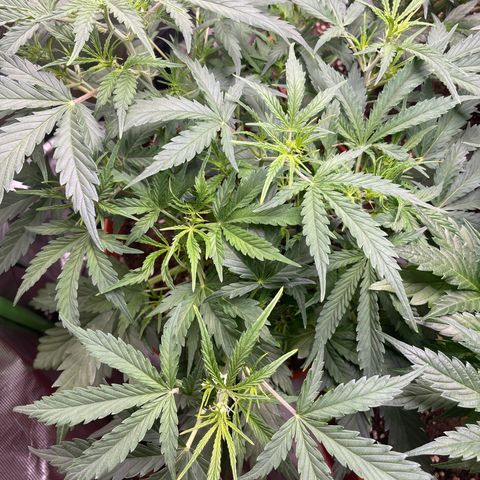 Strawberry Banana Auto by Fastbuds growlog timeline photo
