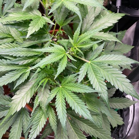 West Coast O.G. Auto by Fastbuds growlog timeline photo