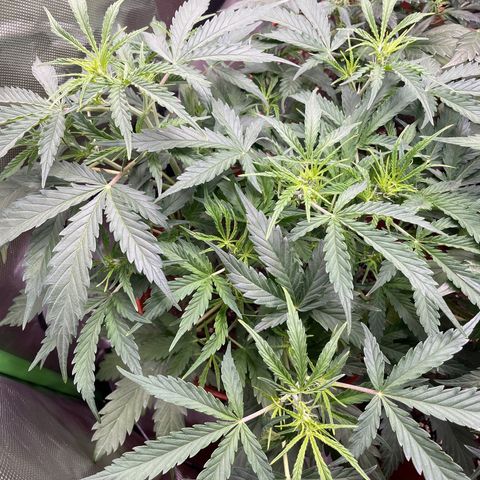 Strawberry Banana Auto by Fastbuds growlog timeline photo