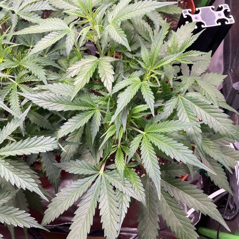 West Coast O.G. Auto by Fastbuds growlog timeline photo