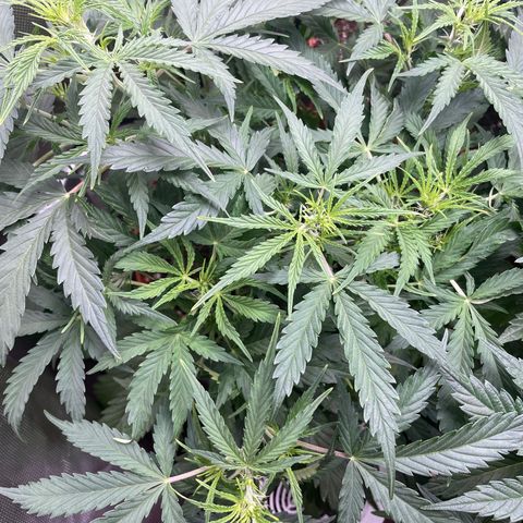 Strawberry Banana Auto by Fastbuds growlog timeline photo