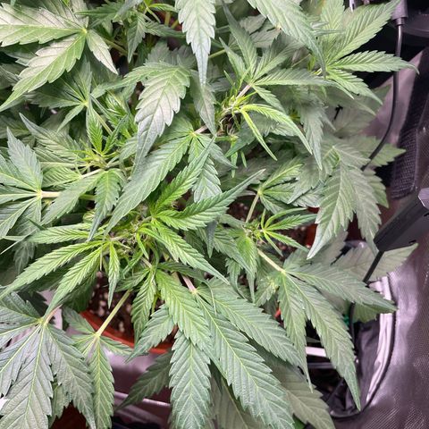West Coast O.G. Auto by Fastbuds growlog timeline photo