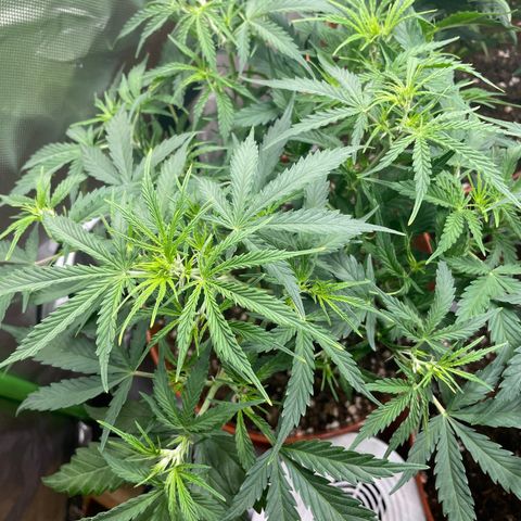 Strawberry Banana Auto by Fastbuds growlog timeline photo
