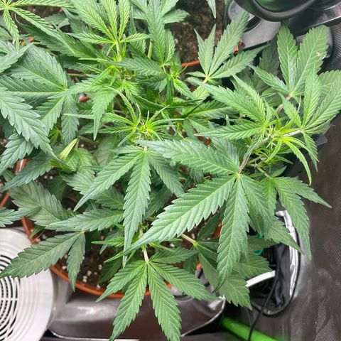 West Coast O.G. Auto by Fastbuds growlog timeline photo