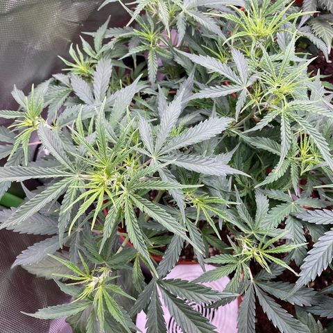 Strawberry Banana Auto by Fastbuds growlog timeline photo