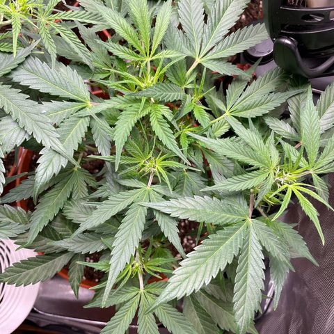 West Coast O.G. Auto by Fastbuds growlog timeline photo