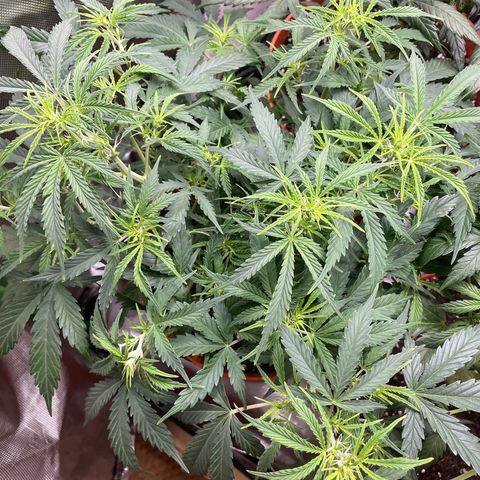 Strawberry Banana Auto by Fastbuds growlog timeline photo