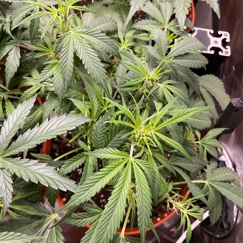 West Coast O.G. Auto by Fastbuds growlog timeline photo