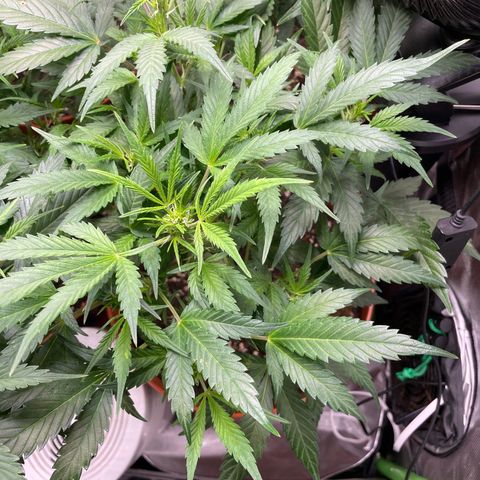 West Coast O.G. Auto by Fastbuds growlog timeline photo