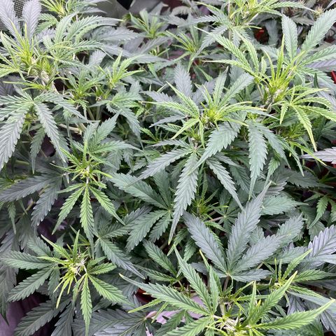 Strawberry Banana Auto by Fastbuds growlog timeline photo
