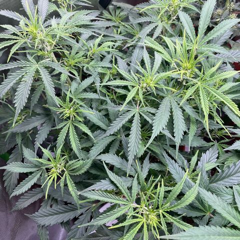 Strawberry Banana Auto by Fastbuds growlog timeline photo
