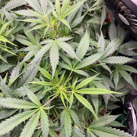 West Coast O.G. Auto by Fastbuds growlog timeline photo