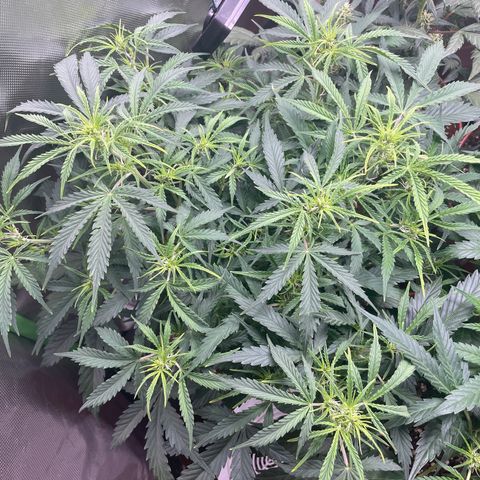 Strawberry Banana Auto by Fastbuds growlog timeline photo