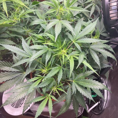 West Coast O.G. Auto by Fastbuds growlog timeline photo