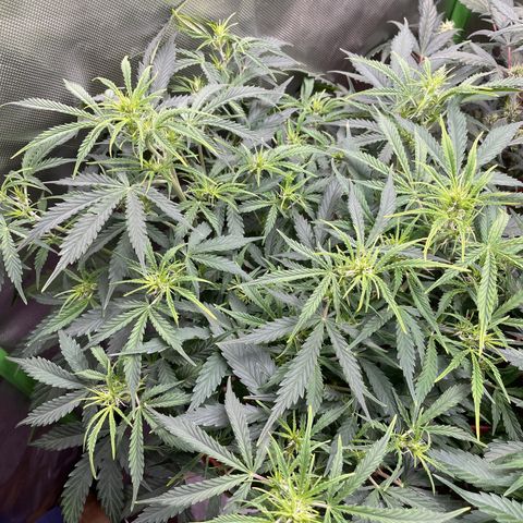 Strawberry Banana Auto by Fastbuds growlog timeline photo