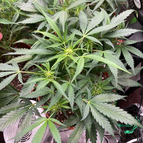 West Coast O.G. Auto by Fastbuds growlog timeline photo