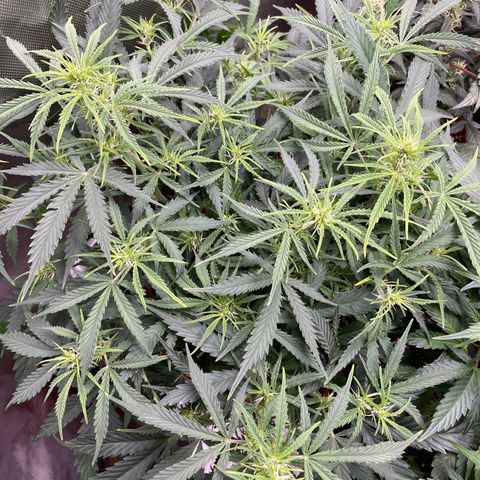 Strawberry Banana Auto by Fastbuds growlog timeline photo