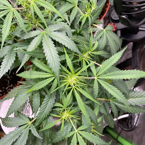 West Coast O.G. Auto by Fastbuds growlog timeline photo