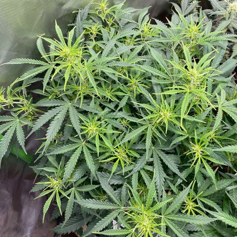 Strawberry Banana Auto by Fastbuds growlog timeline photo