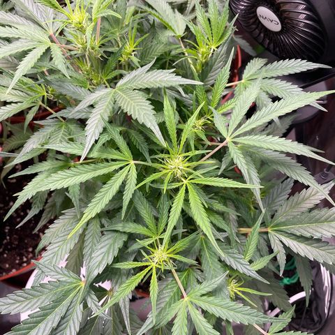 West Coast O.G. Auto by Fastbuds growlog timeline photo