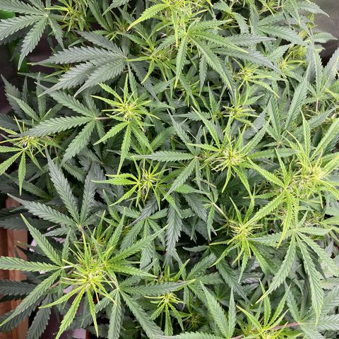 Strawberry Banana Auto by Fastbuds growlog timeline photo