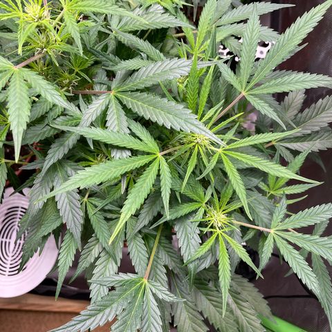 West Coast O.G. Auto by Fastbuds growlog timeline photo