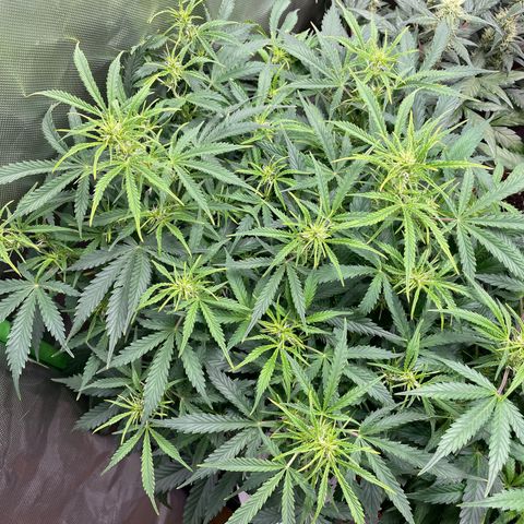 Strawberry Banana Auto by Fastbuds growlog timeline photo