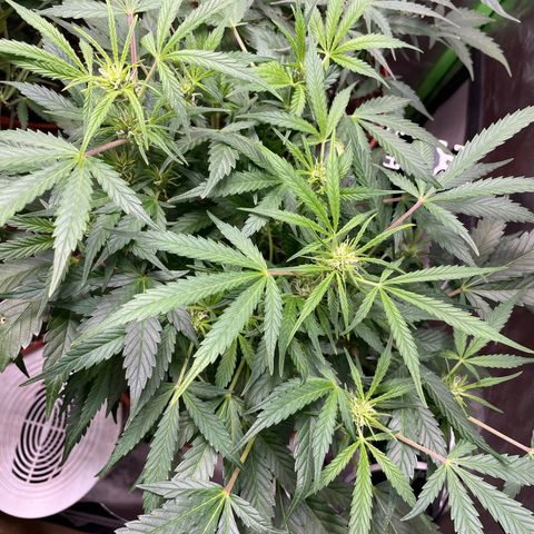 West Coast O.G. Auto by Fastbuds growlog timeline photo