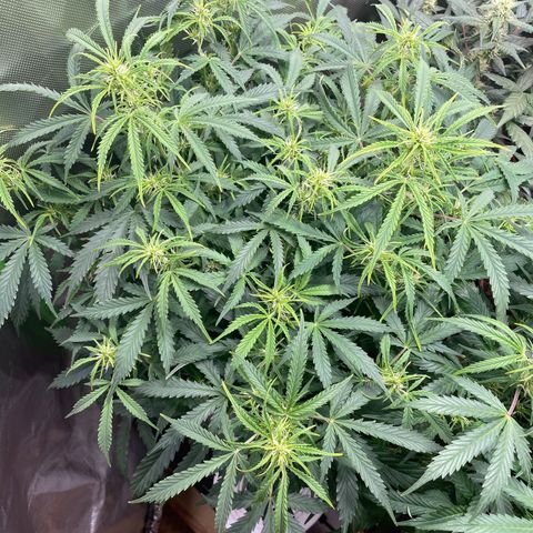 Strawberry Banana Auto by Fastbuds growlog timeline photo