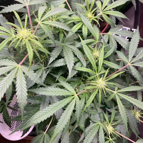 West Coast O.G. Auto by Fastbuds growlog timeline photo
