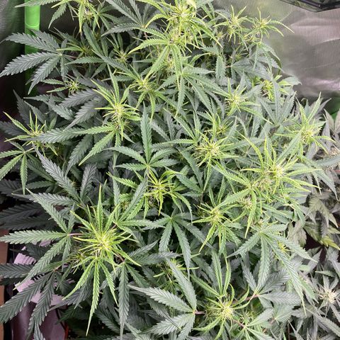 Strawberry Banana Auto by Fastbuds growlog timeline photo