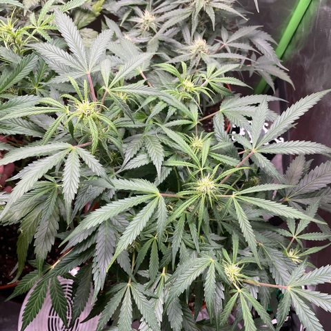 West Coast O.G. Auto by Fastbuds growlog timeline photo