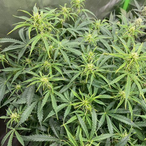 Strawberry Banana Auto by Fastbuds growlog timeline photo