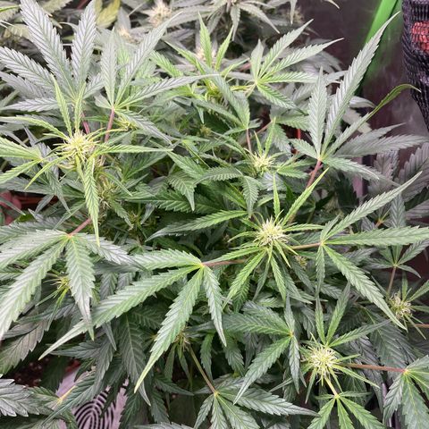 West Coast O.G. Auto by Fastbuds growlog timeline photo