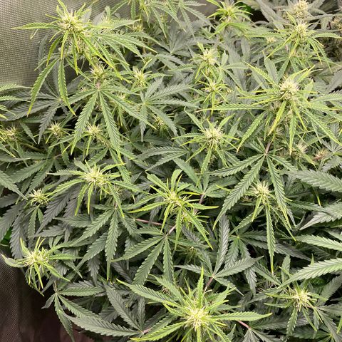 Strawberry Banana Auto by Fastbuds growlog timeline photo