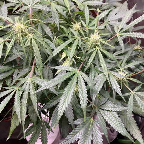 West Coast O.G. Auto by Fastbuds growlog timeline photo