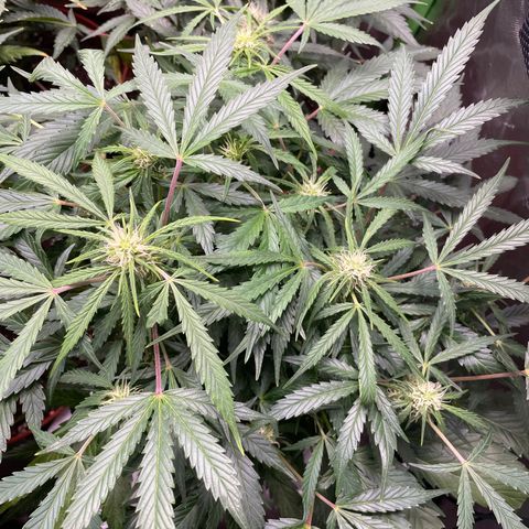 West Coast O.G. Auto by Fastbuds growlog timeline photo