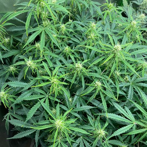 Strawberry Banana Auto by Fastbuds growlog timeline photo