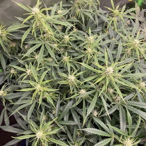 Strawberry Banana Auto by Fastbuds growlog timeline photo