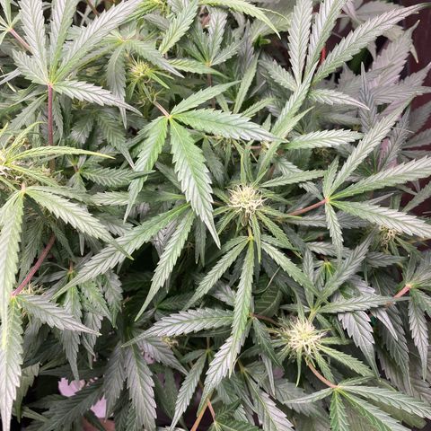 West Coast O.G. Auto by Fastbuds growlog timeline photo