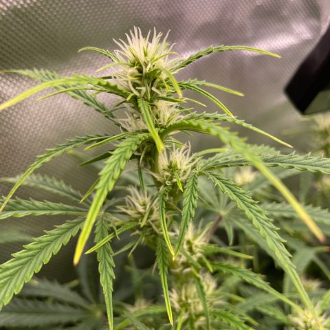 Strawberry Banana Auto by Fastbuds growlog timeline photo