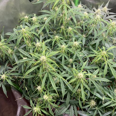 Strawberry Banana Auto by Fastbuds growlog timeline photo