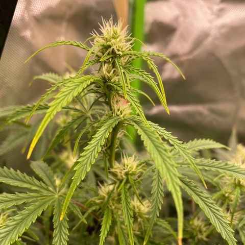 Strawberry Banana Auto by Fastbuds growlog timeline photo