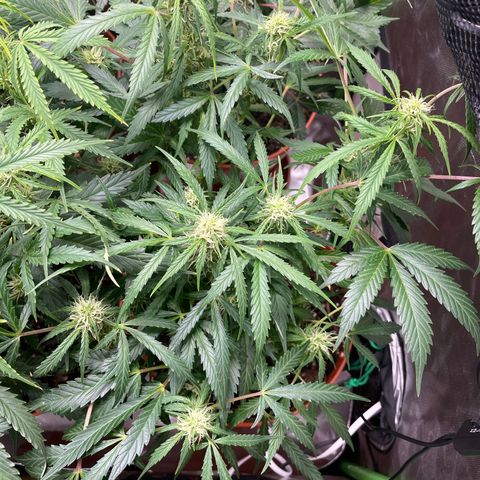 West Coast O.G. Auto by Fastbuds growlog timeline photo