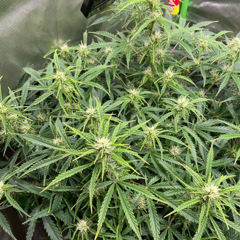 Strawberry Banana Auto by Fastbuds growlog timeline photo