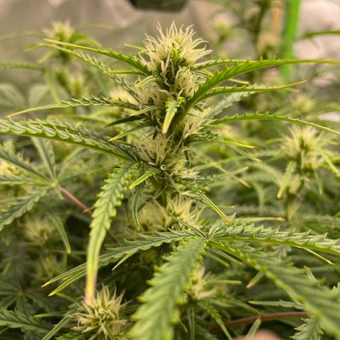Strawberry Banana Auto by Fastbuds growlog timeline photo