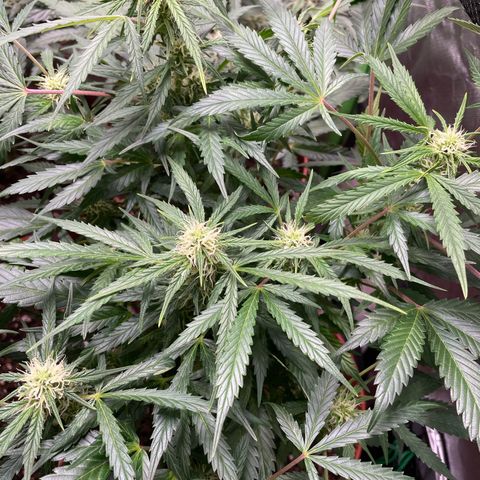 West Coast O.G. Auto by Fastbuds growlog timeline photo