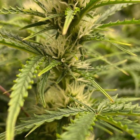 Strawberry Banana Auto by Fastbuds growlog timeline photo